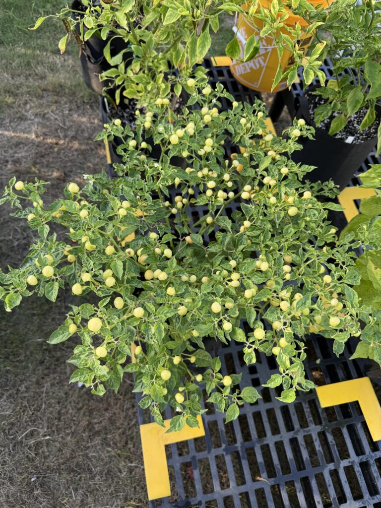 Wasn’t ready for fermenting yet… but… Wasn’t ready for fermenting yet… but…