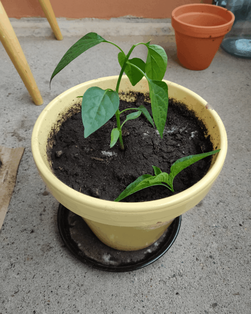 Accidentally topped off my plant π Accidentally topped off my plant π