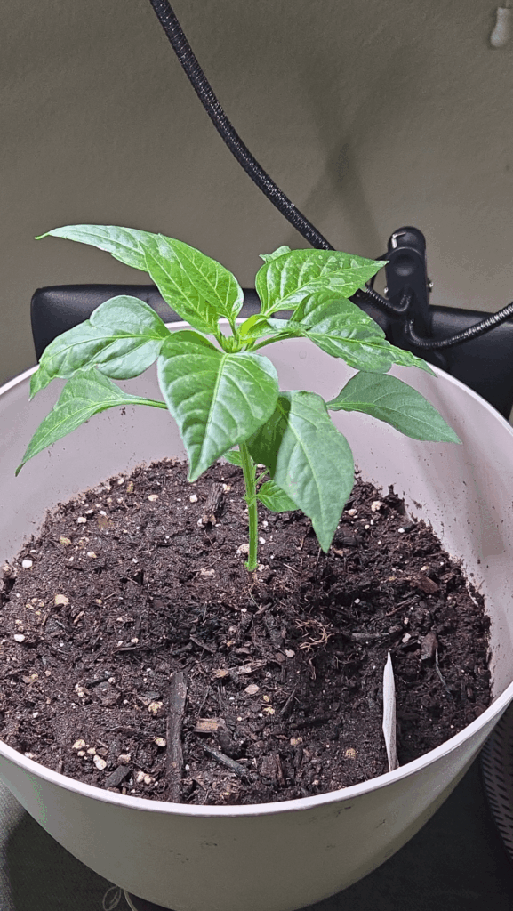 First pepper plants. Any advice/tips? (1st is Santa fa, 2 is shishito)
