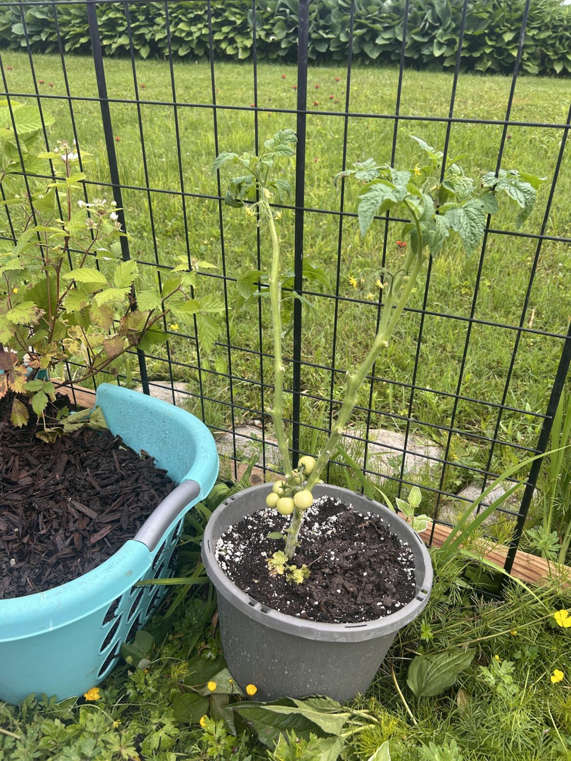 I may have pruned too close to the sun…