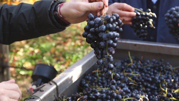 balsamic-vinegar-lambrusco-grape-varietal-620.jpg