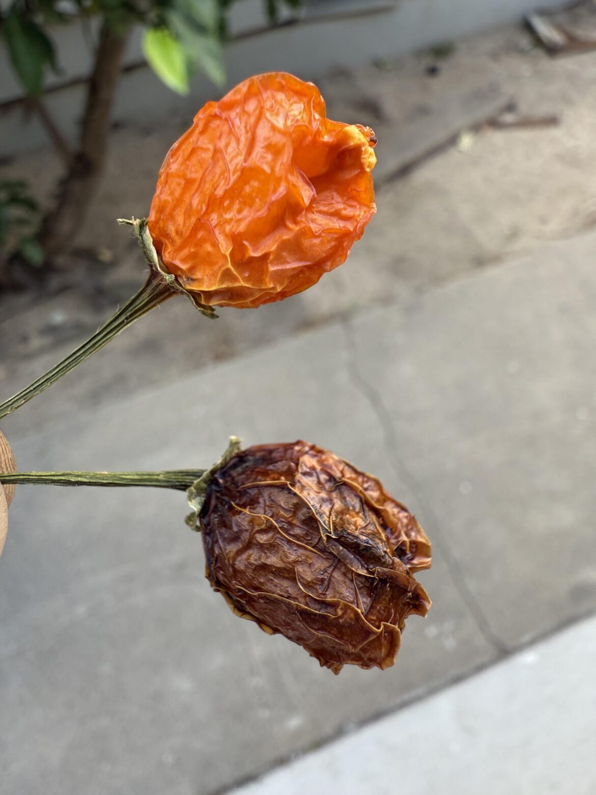 Dried peppers, some turn dark?