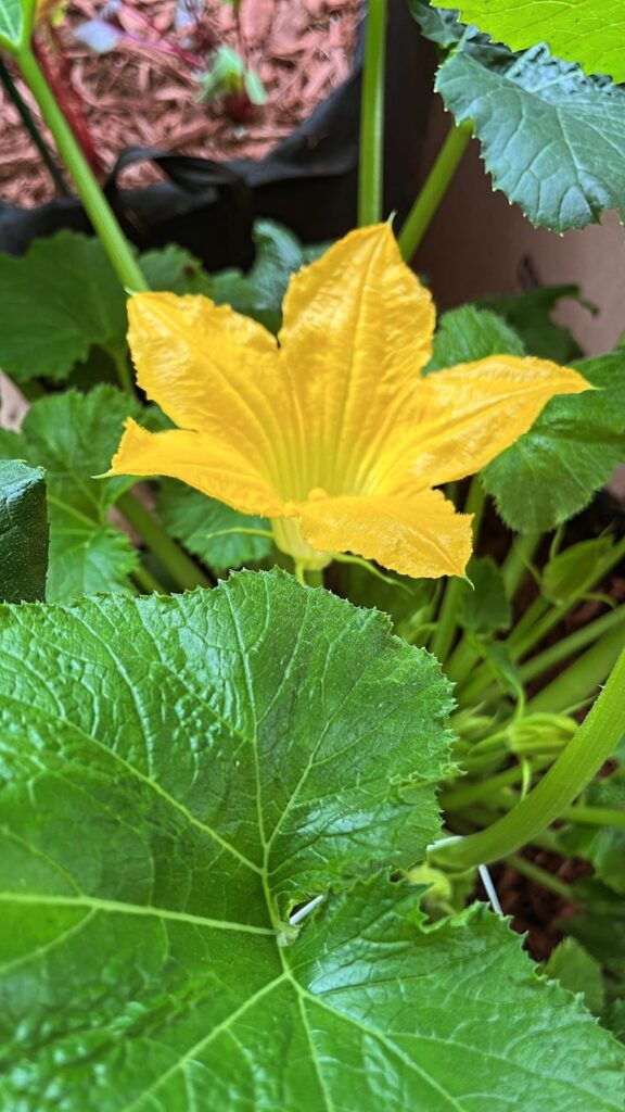 You guys!!!! My first flower opened on my zucchini plant 🥺 I’ve been staring at it for the past 20 minutes!