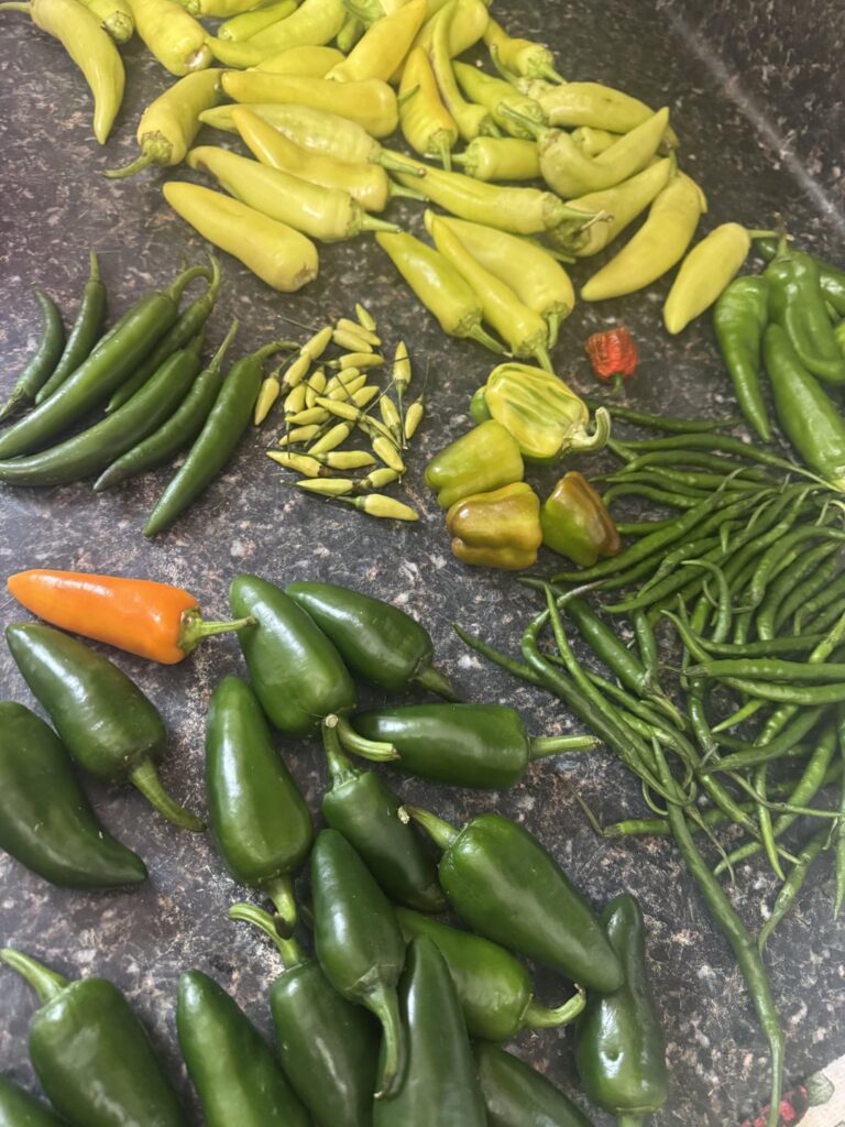 Gifted a bag of peppers