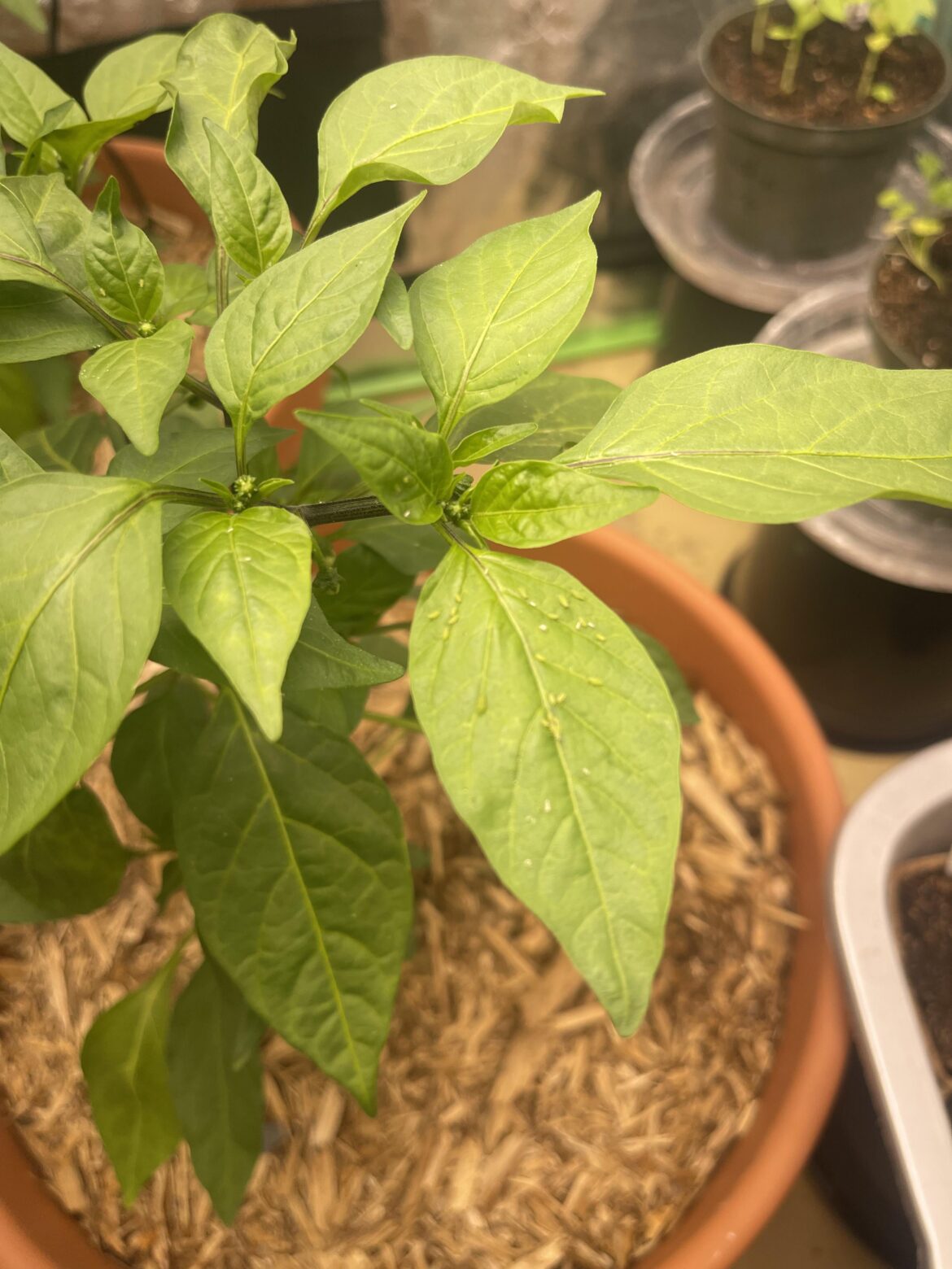 What kind of pest is this?