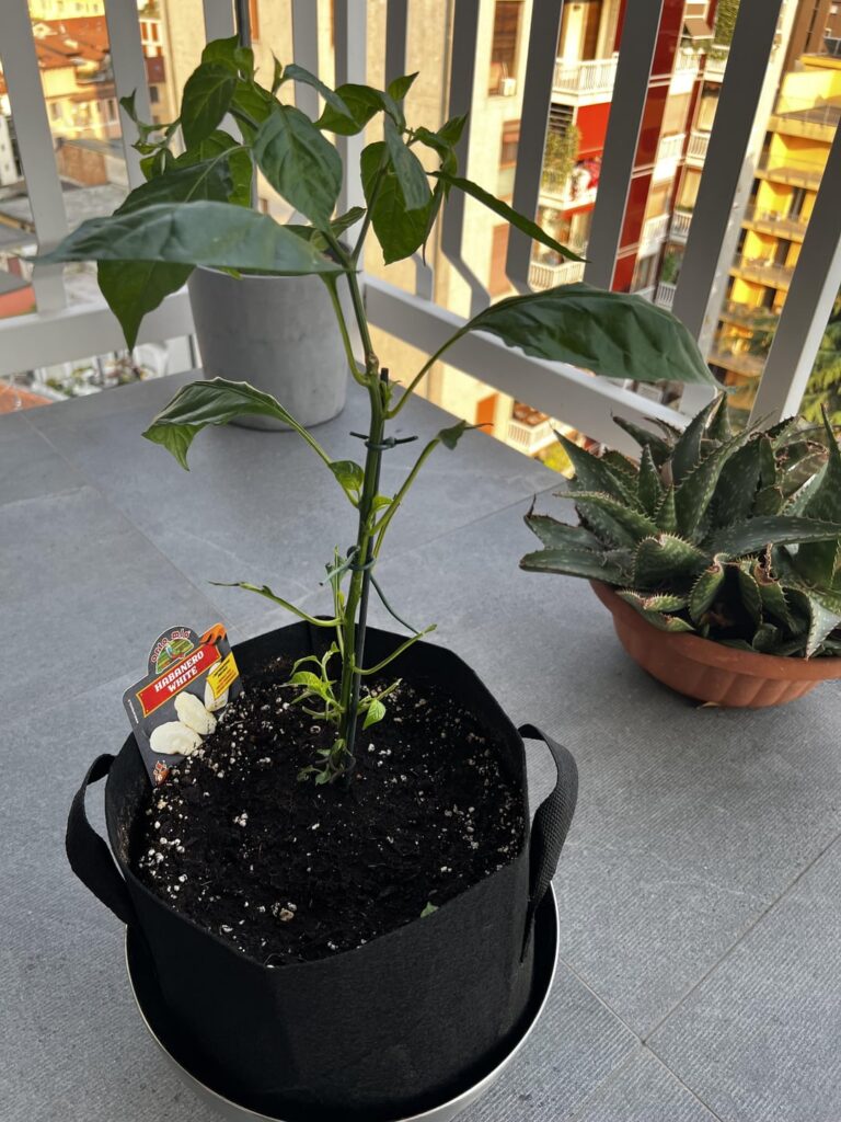 I did everything to prevent pests… I didn’t expect this