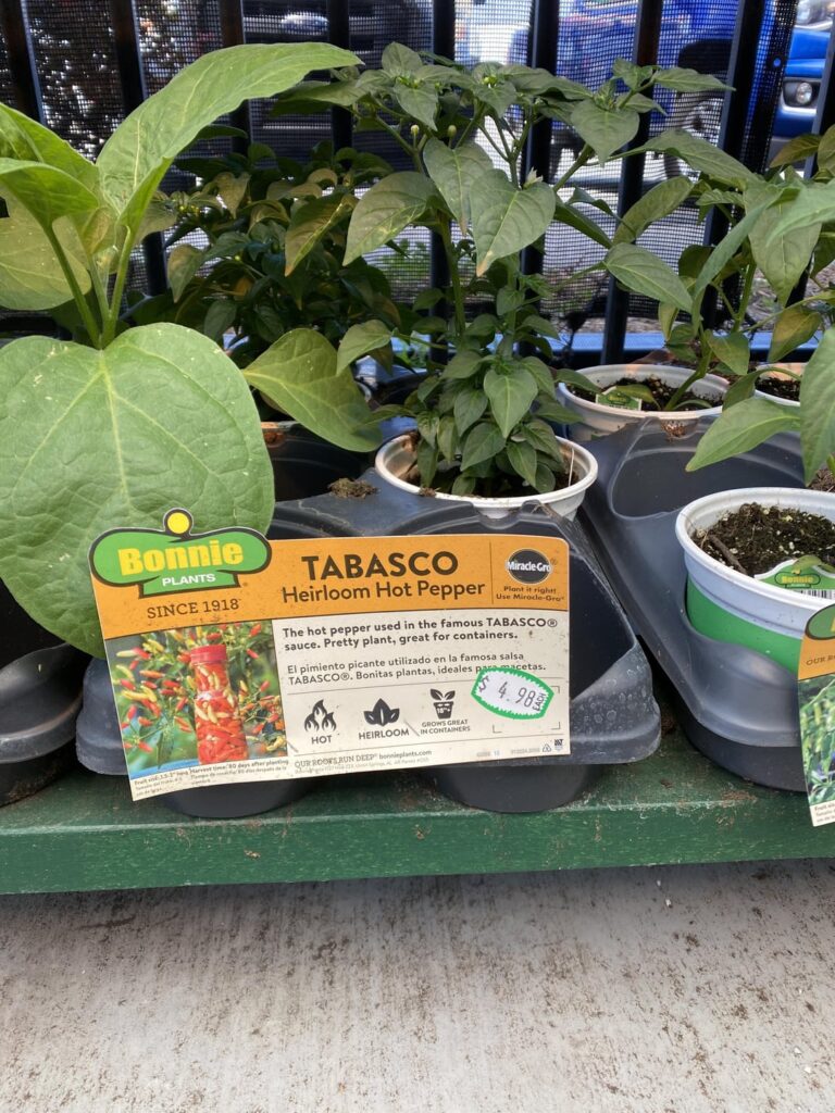 How it started vs How it’s going, a Tobasco Plant Story