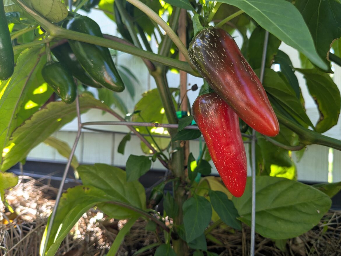 My Jalapeños are loving this heat wave.