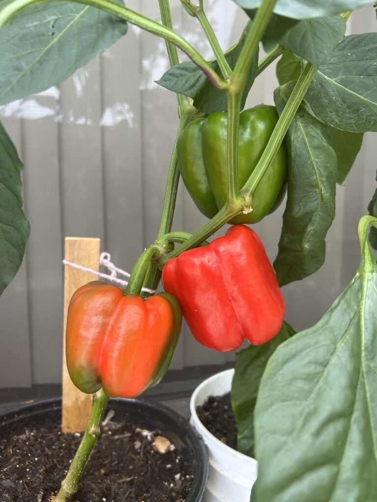 Finally a bell pepper