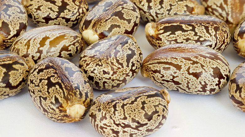 A handful of castor beans on white surface