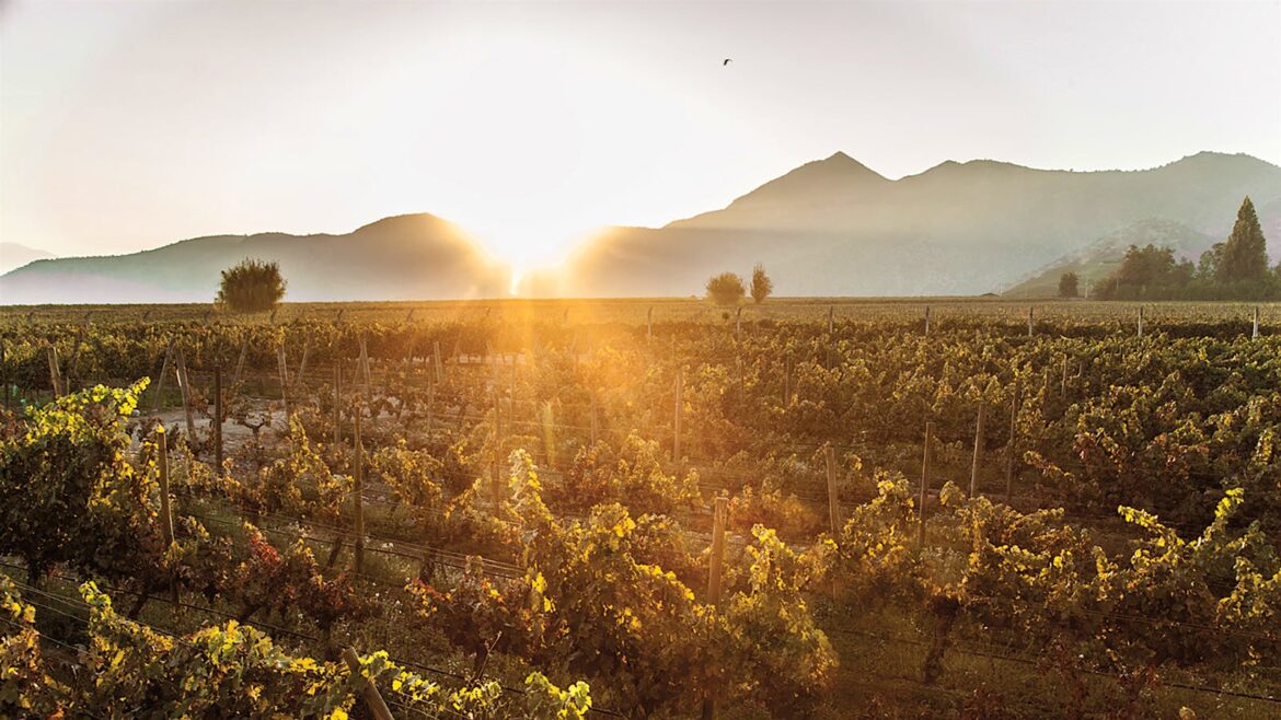 The Mystique of Maipo: Chilean Wine Tasting Report