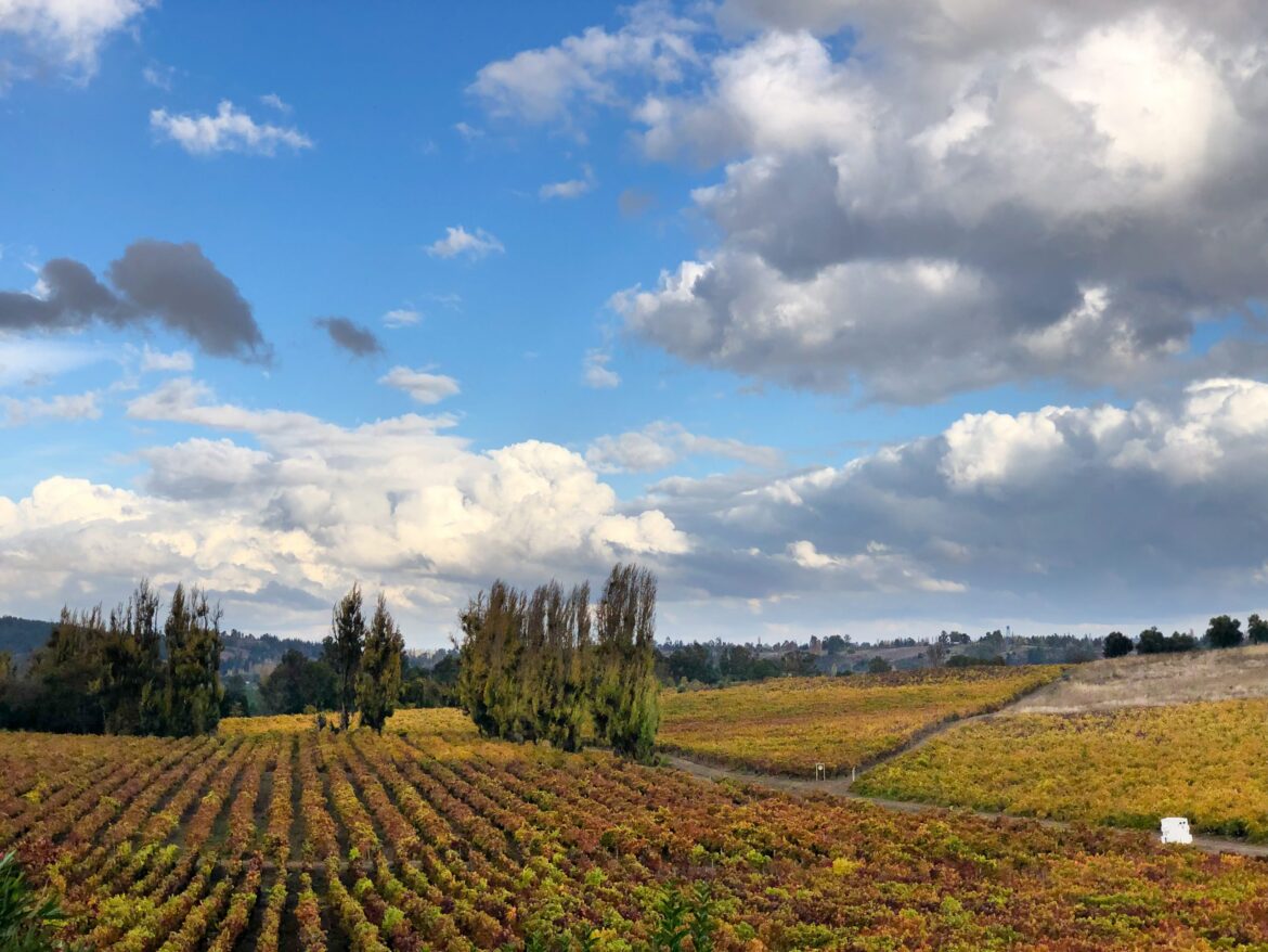 Chile Continues to Punch Above Its Weight : Vinography Chile Continues to Punch Above Its Weight : Vinography