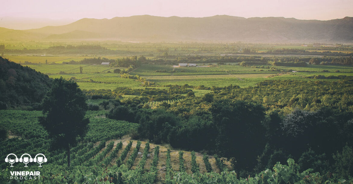 Why Premium Chilean Wine Demands Your Attention