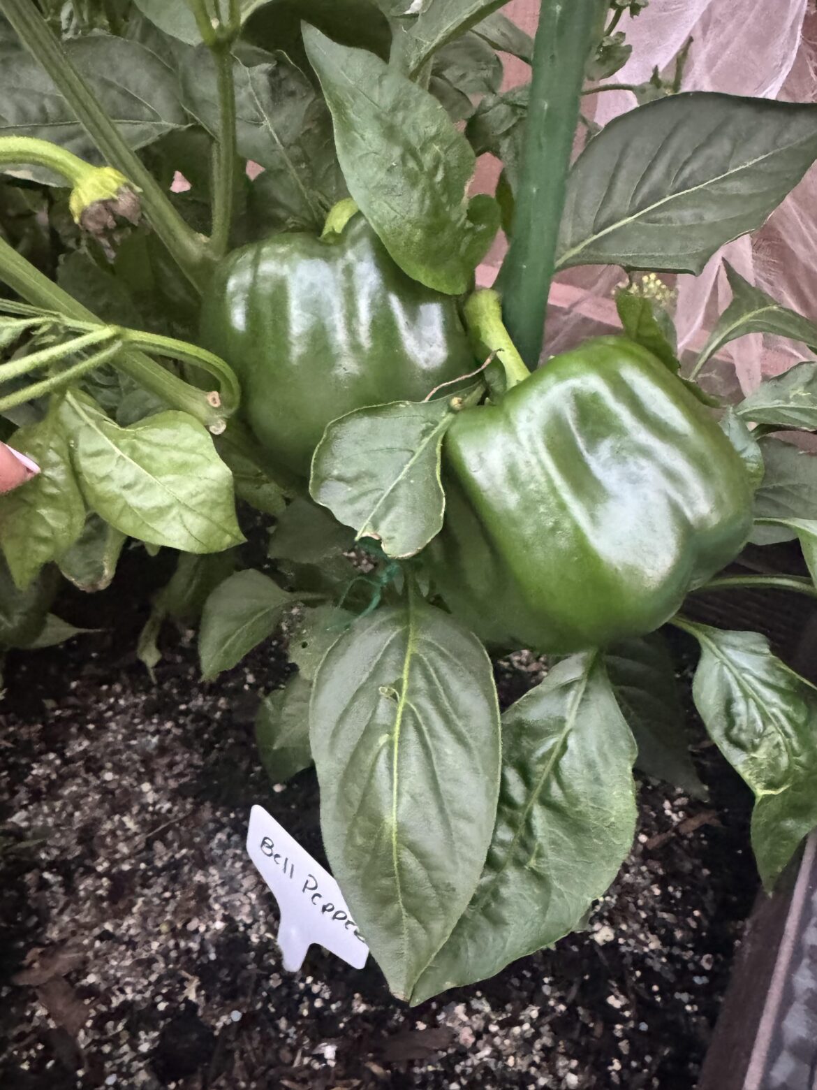 Only two bell peppers