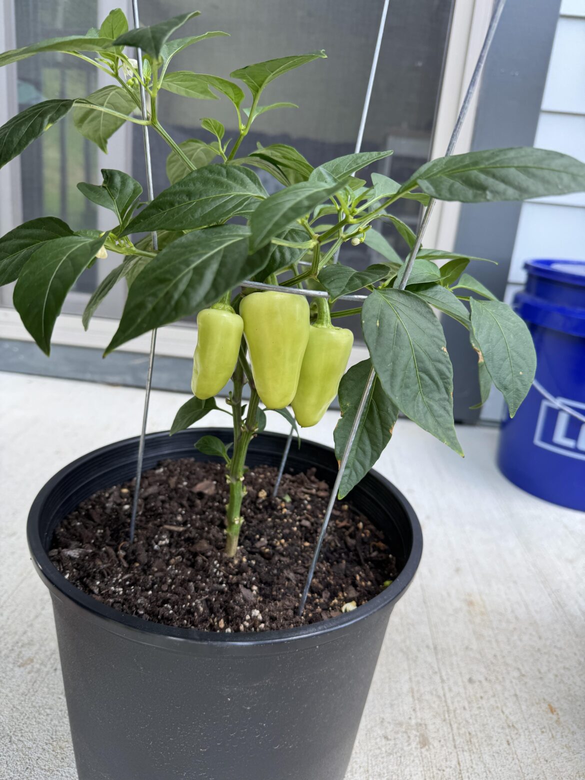 Help! Stopped producing after 3