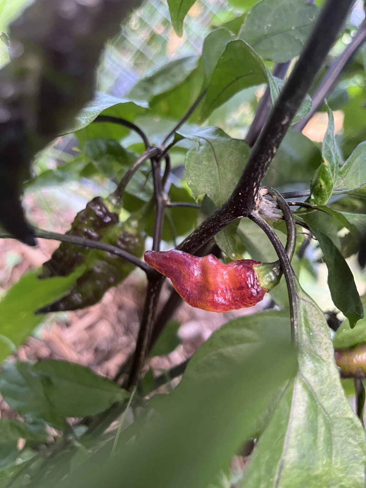 First “Black Panther” pod of the season!