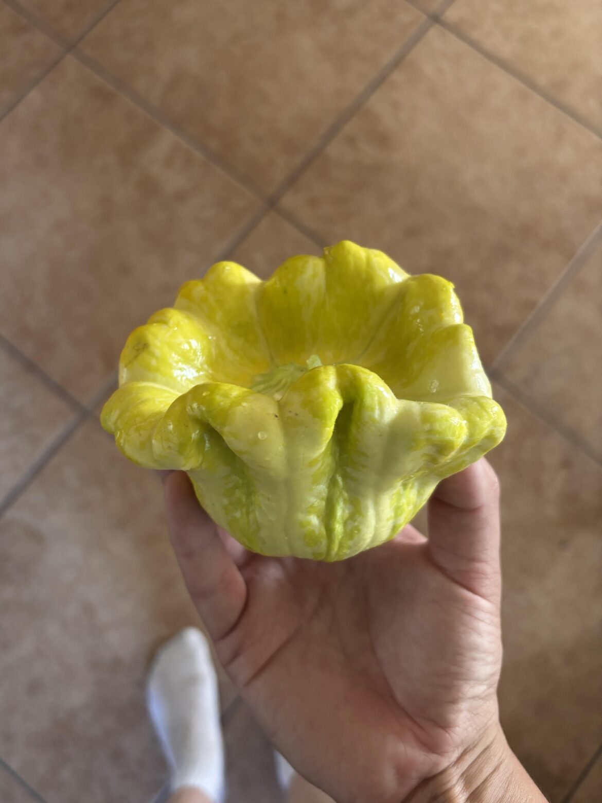 Gelber Englischer Custard: The only summer squash I’ll ever grow again. Gelber Englischer Custard: The only summer squash I'll ever grow again.