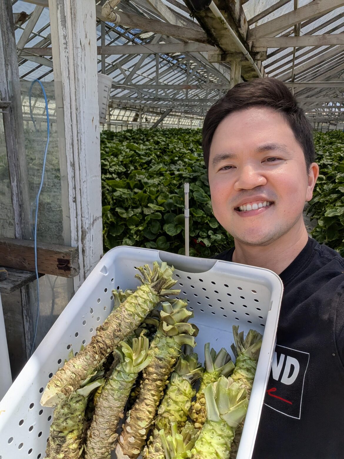 Got to visit a wasabi farm, it was glorious