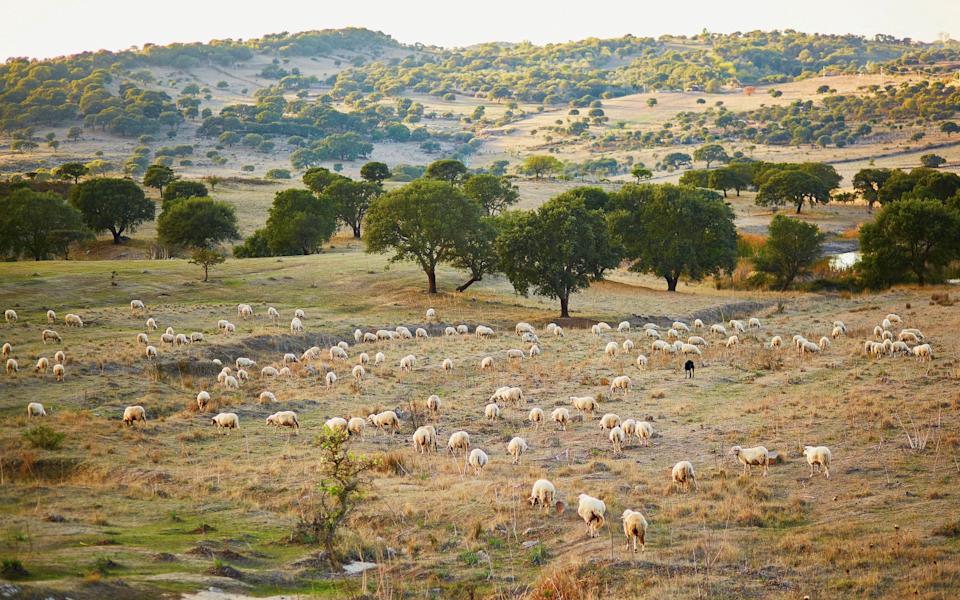 Casu Marzu is dying out as young Sardinians do not want to be shepherds, with the island relying on farmers from overseas