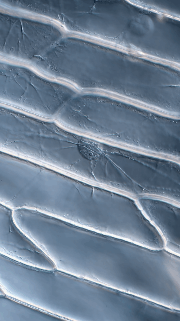 Onion cells up close