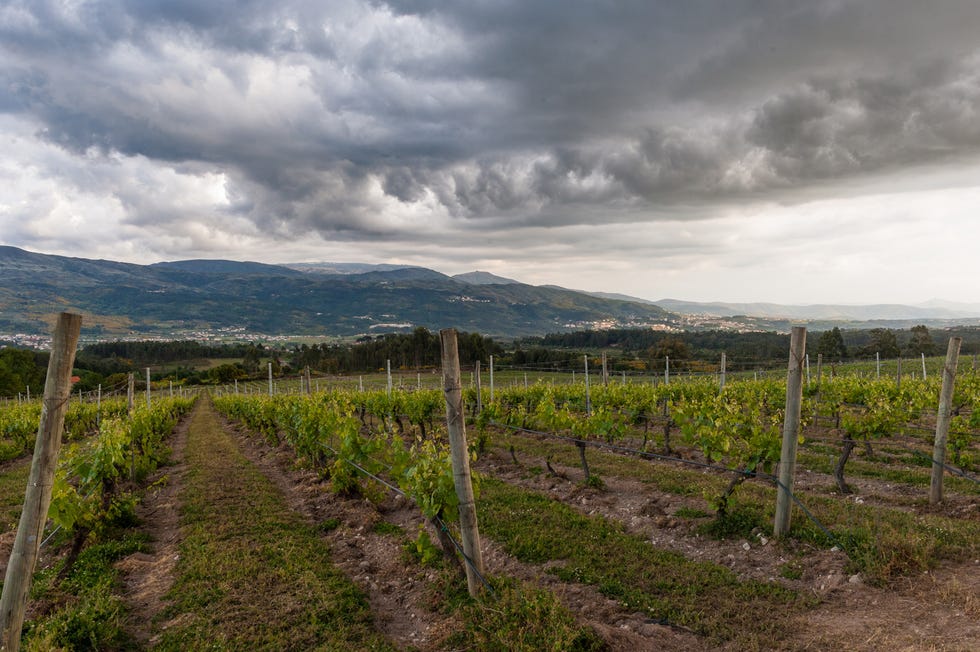 portuguese wines