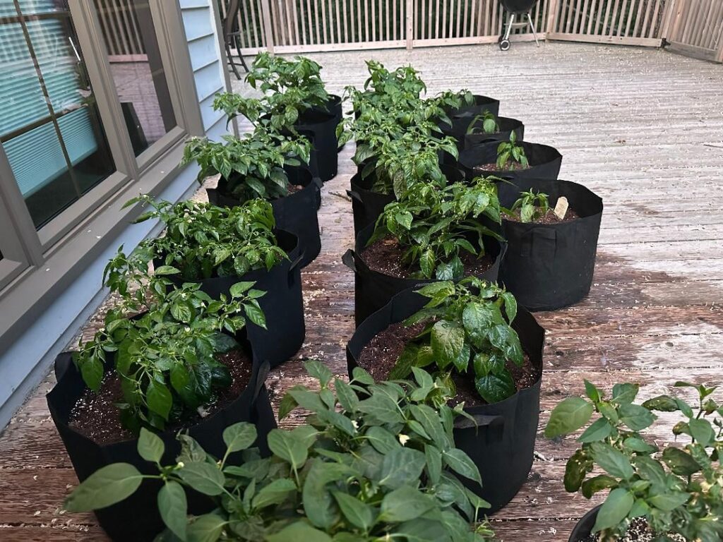 Thought I'd post a little update since it's been a while!  ~4mos. now