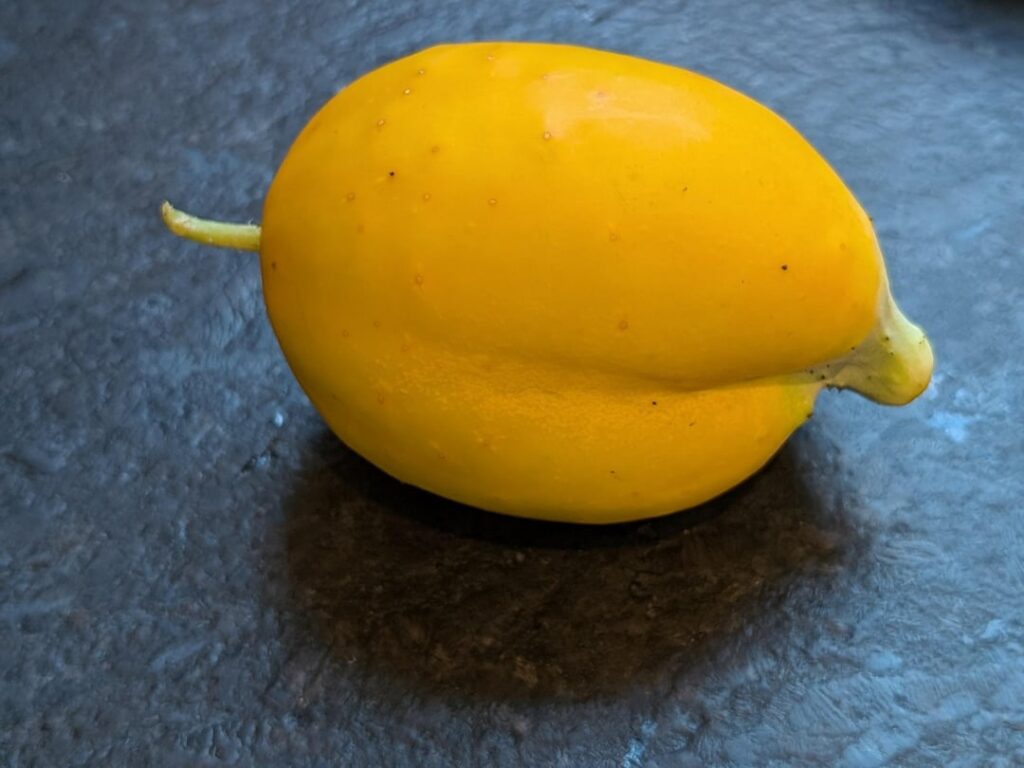 What is going on with these pickling cucumbers?