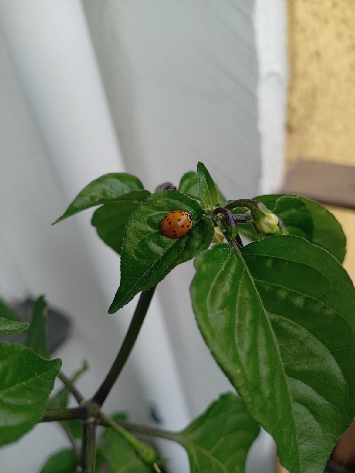 New pest control agent sleeping on the job.