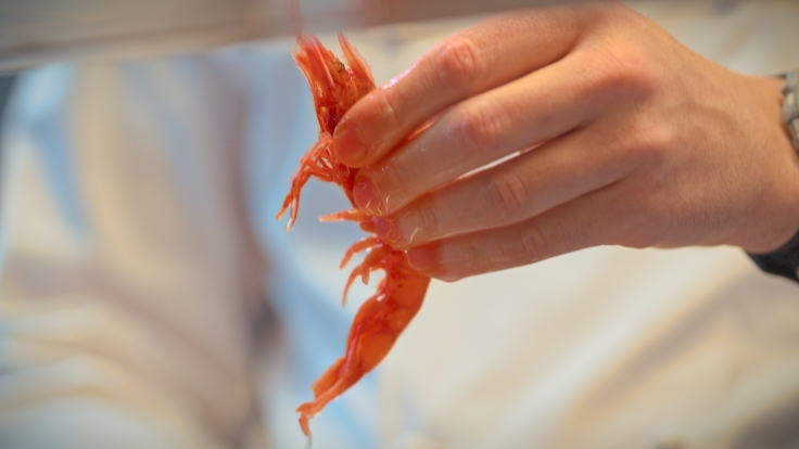 The Fregola al Gambero Rosso is made fresh using Mazara prawns as one of the main ingredients. Image credit: The MICHELIN Guide