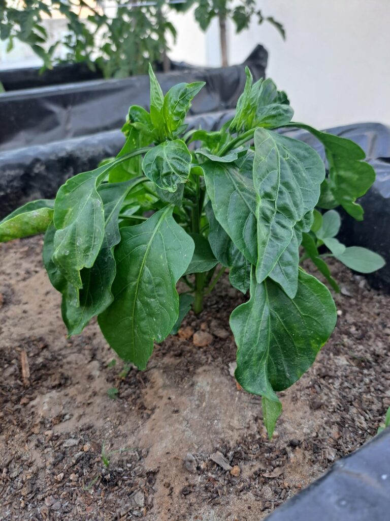 Should I Prune/do something to my bell peppers?