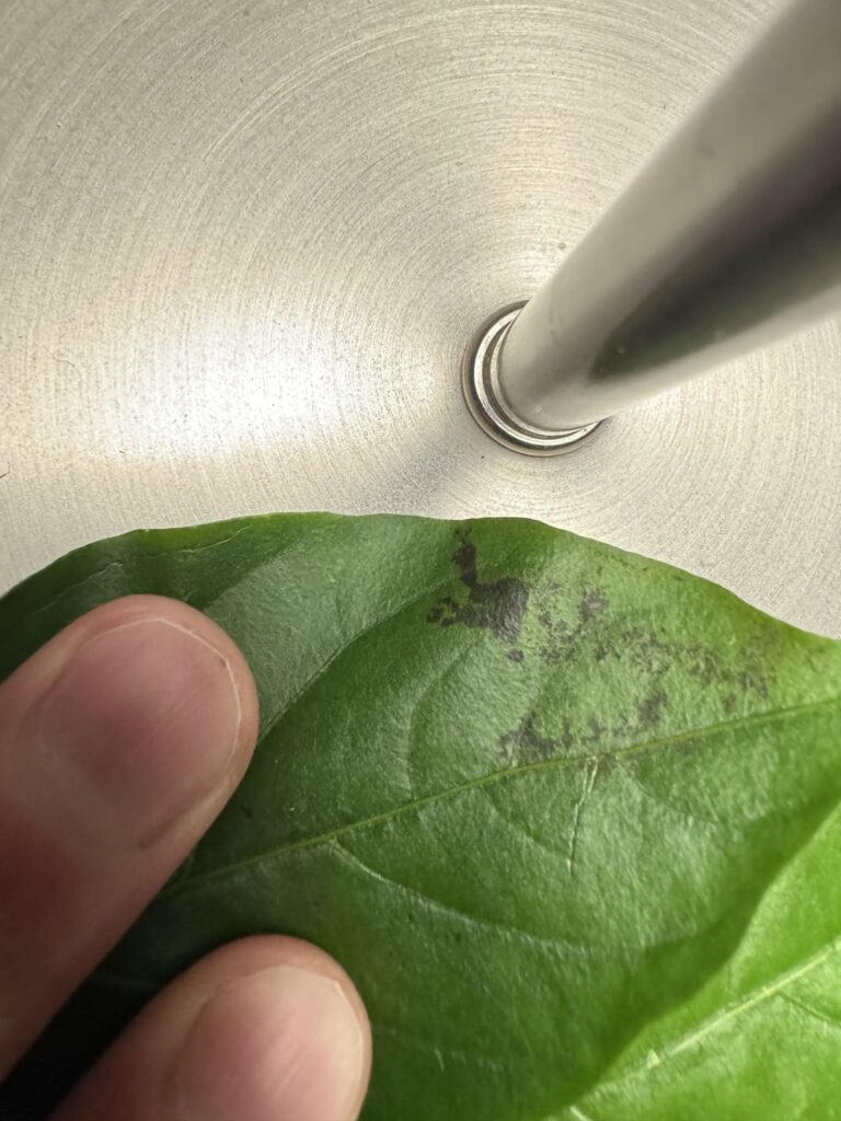 What are these black marks on my pepper plant leaves?