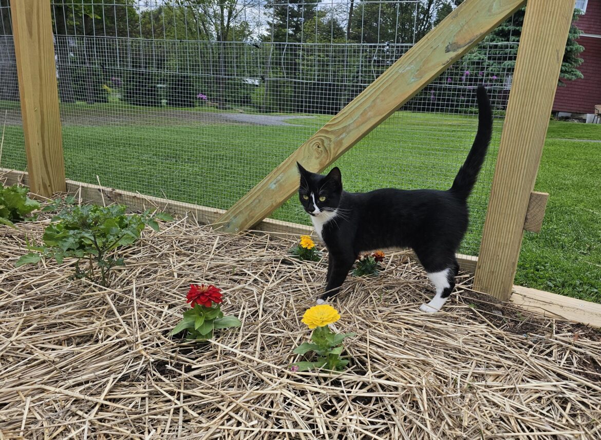 Anyone else have garden helpers? This is Donut.