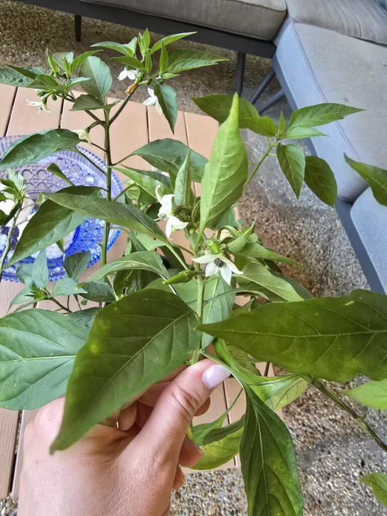 Would you try to straighten or let them stay crooked?