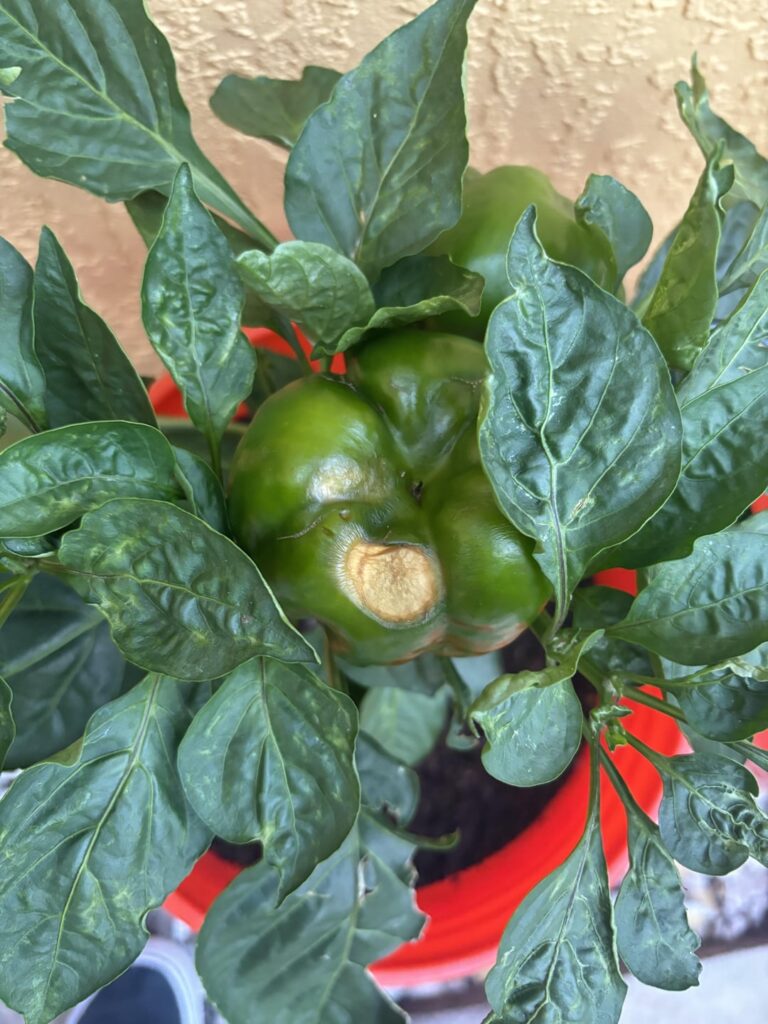 Can anyone help identify what caused this damage/spot/issue on my pepper? (Photo attached