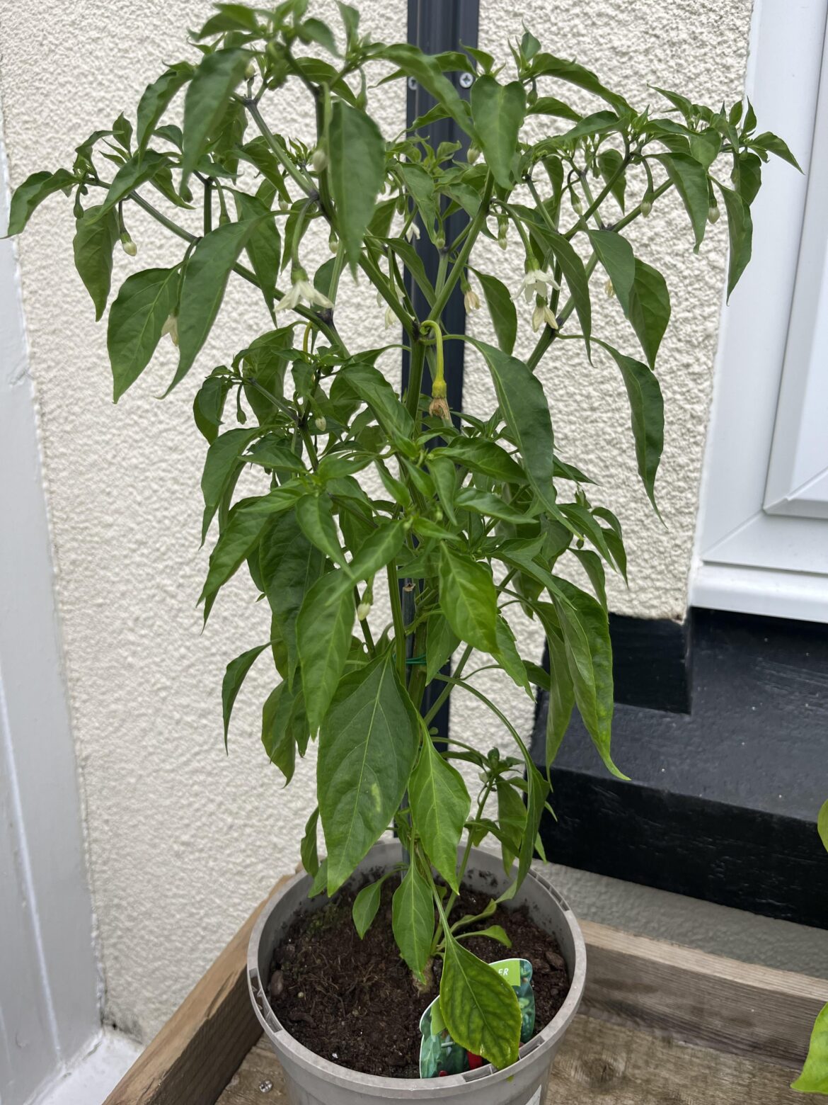 What’s upsetting my cayennes?