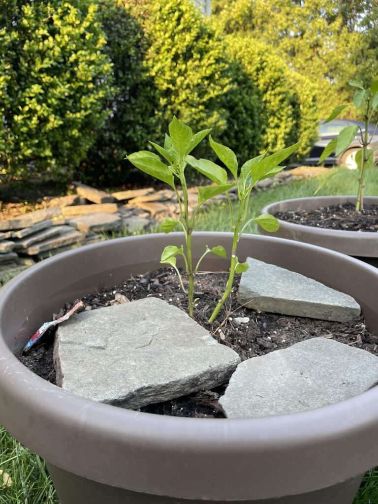 Will these guys survive or should I cut one out.