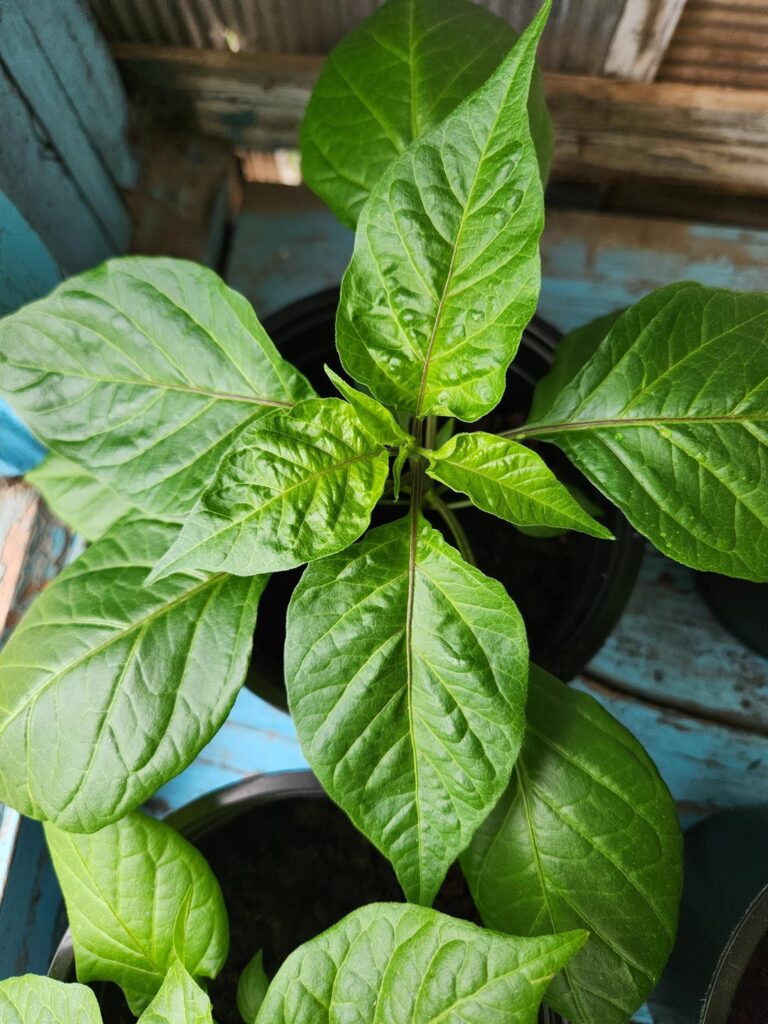 very proud of my peppers