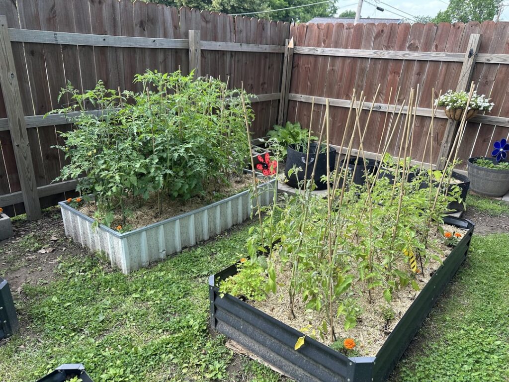 Two beds of tomatoes, two different results.