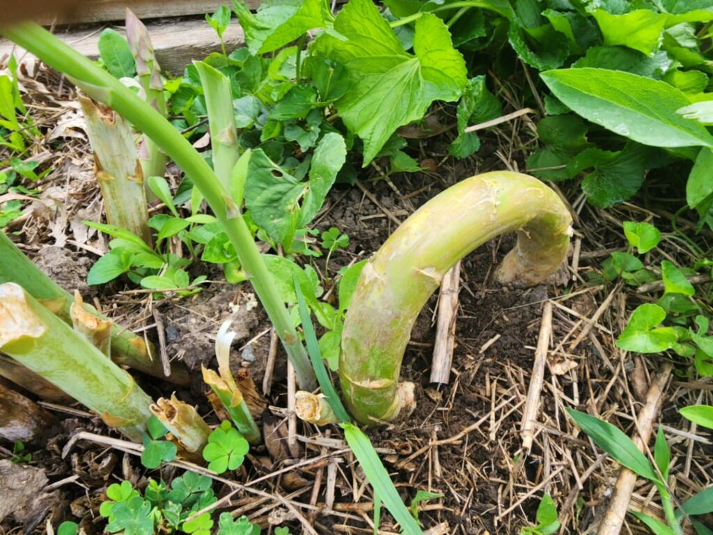 Asparagus going back to bed? Anyone else?