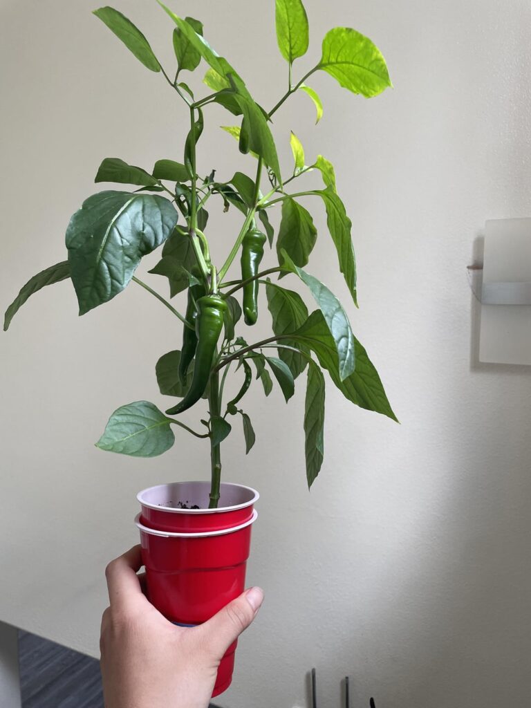 expererimenting in red solo cups as a beginner gardener (without transplanting). What am i doing wrong?