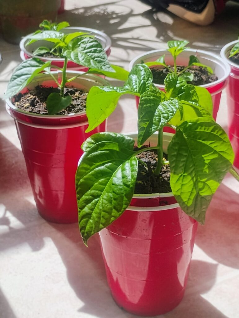 1st time grower, any thoughts?