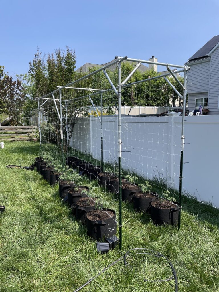 Really proud of this year’s tomato trellis!