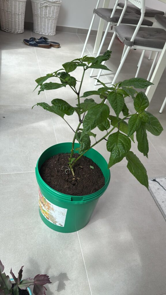 Father plucked all of the bottom leaves of my carolina reaper