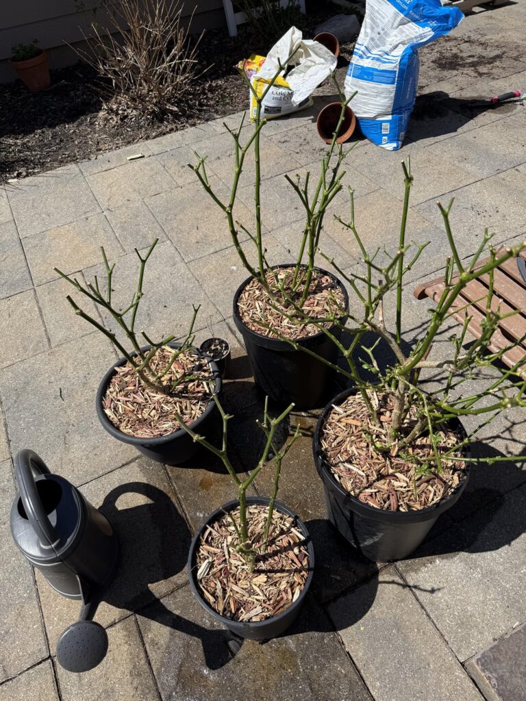 Overwintering success Overwintering success