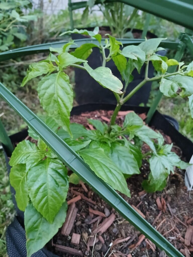 Should I call it quits? Plant just not growing