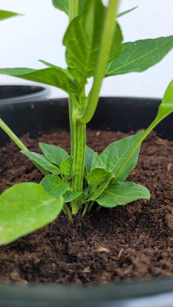 Should I cut off those leaves growing from the ground?