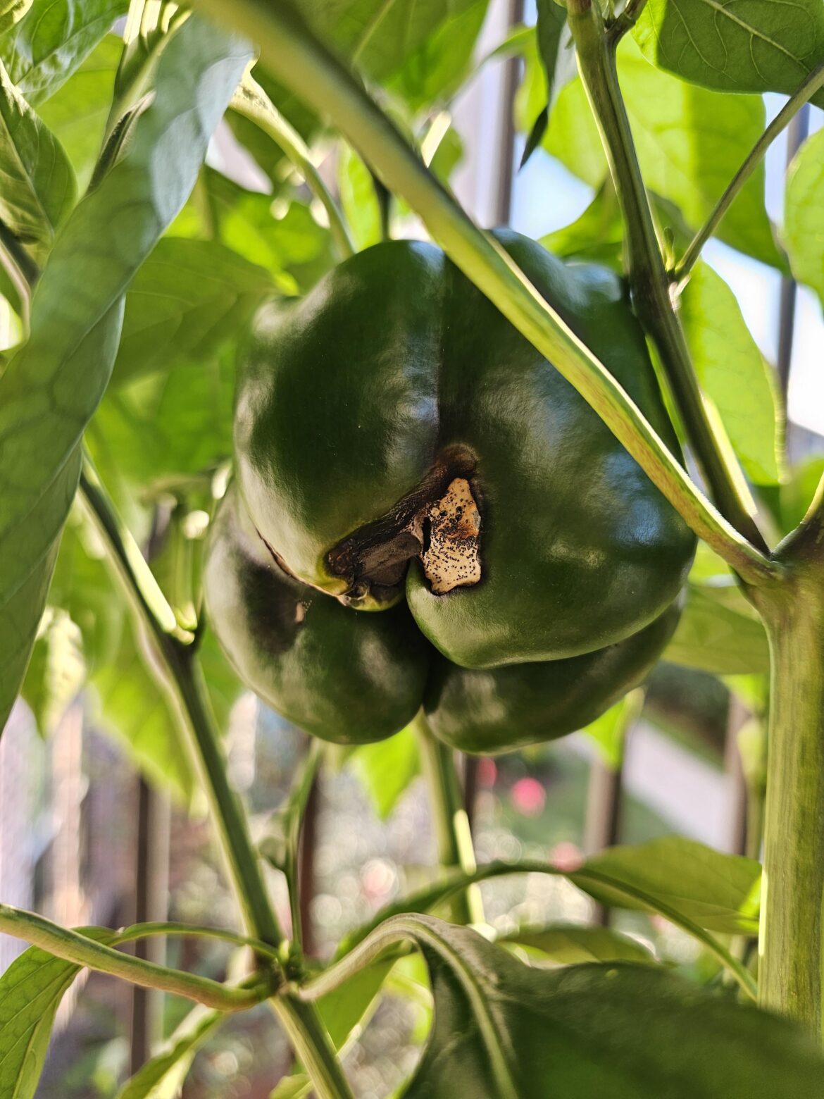 What kind of disease is this? What kind of disease is this?