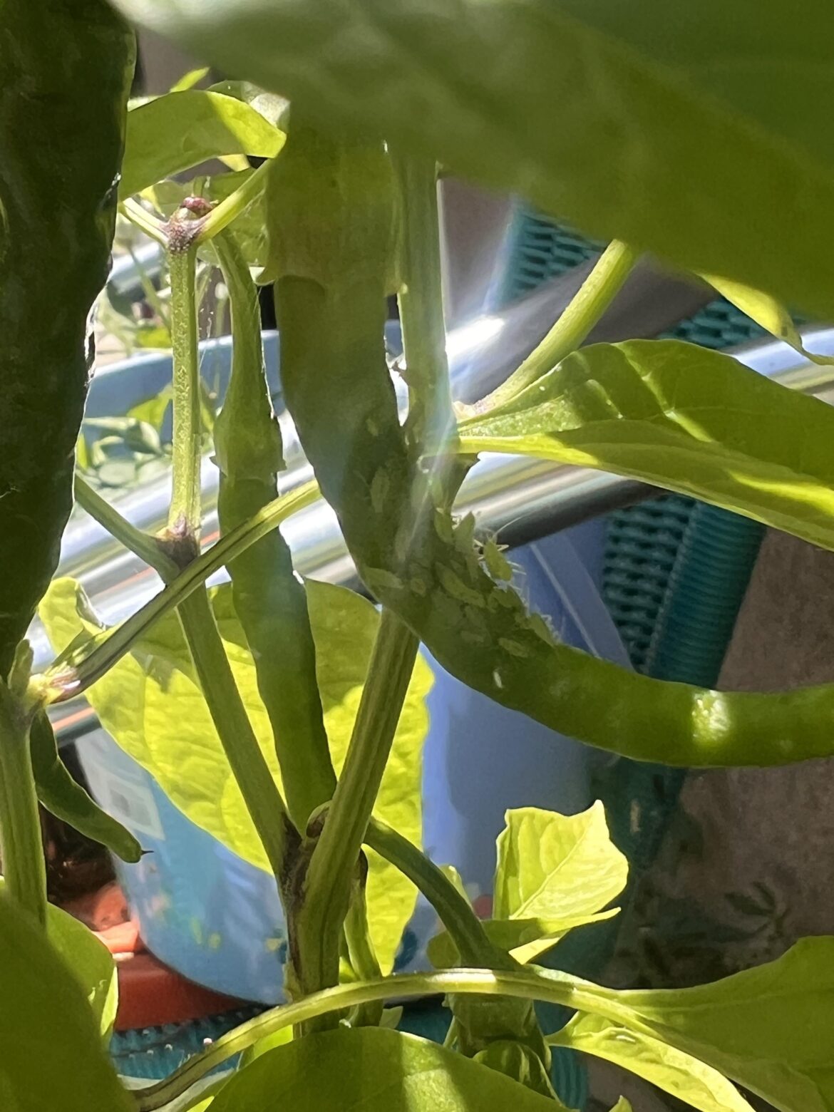 What are these (bugs) on my pepper?