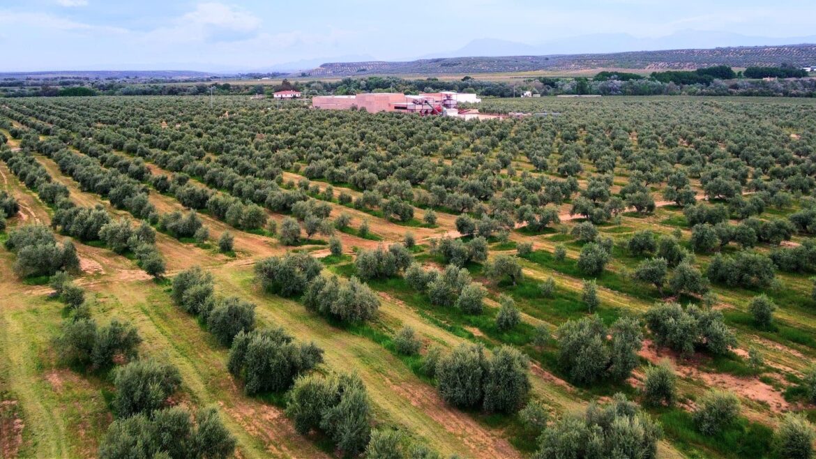 USDA Predicts Global Olive Oil Production Decline