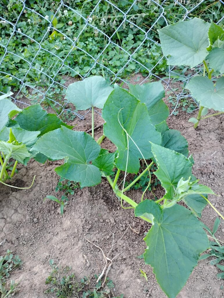How do I get mine lemon cucumbers to climb the fence?